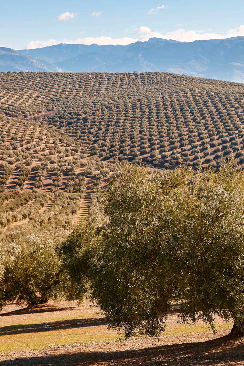Aperitivos-LA-REAL Olivar-Jaen